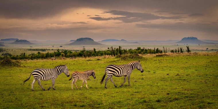 036 Masai Mara, zebra.jpg